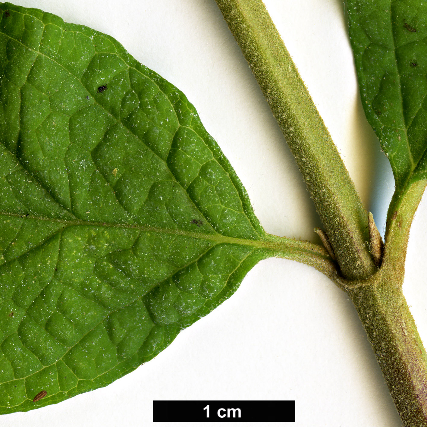 High resolution image: Family: Scrophulariaceae - Genus: Buddleja - Taxon: venenifera - SpeciesSub: f. calvescens